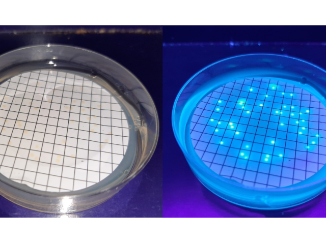 Pseudomonas aeruginosa – Caratteristiche